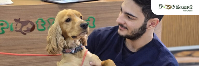 Cover hospital for pets 768x256