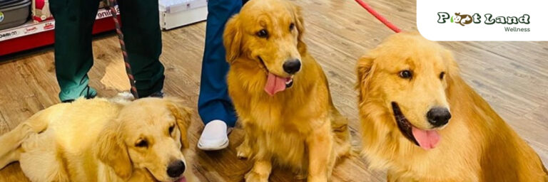 Cover pet care dubai 768x256