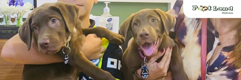 Cover pet grooming dubai 768x256