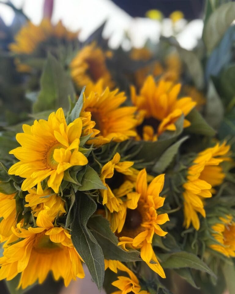 426030105 18412506250039733 6060426330298288015 n 768x960